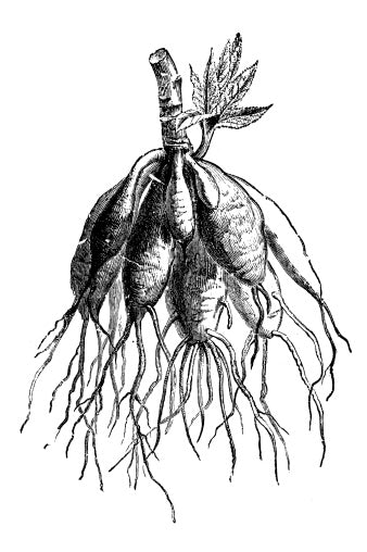 Dahlia Planting Instructions