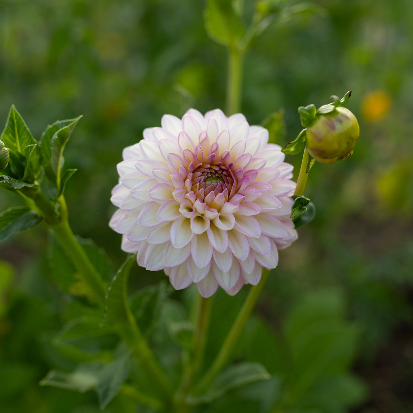 Dahlia 'Arbatax'