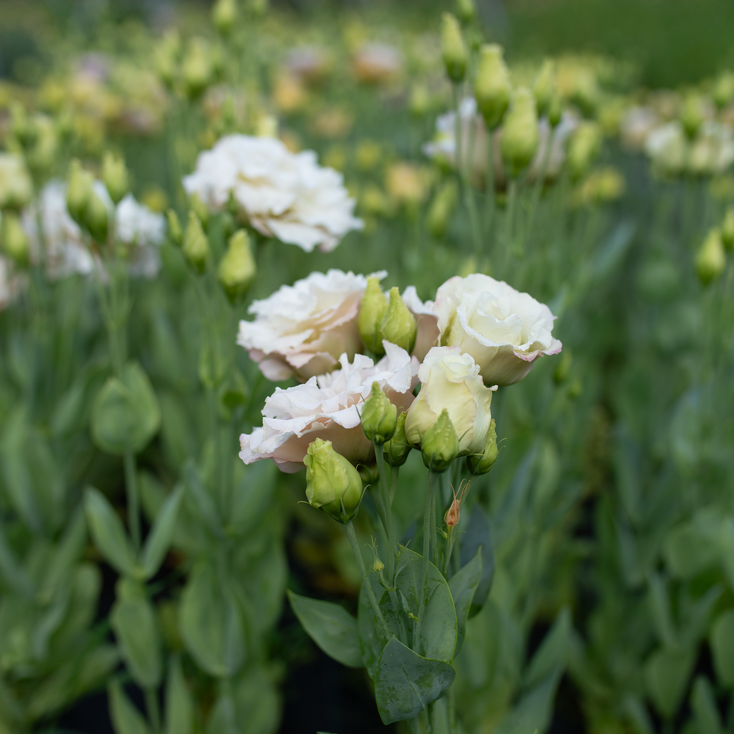 Lisianthus Beige Neo