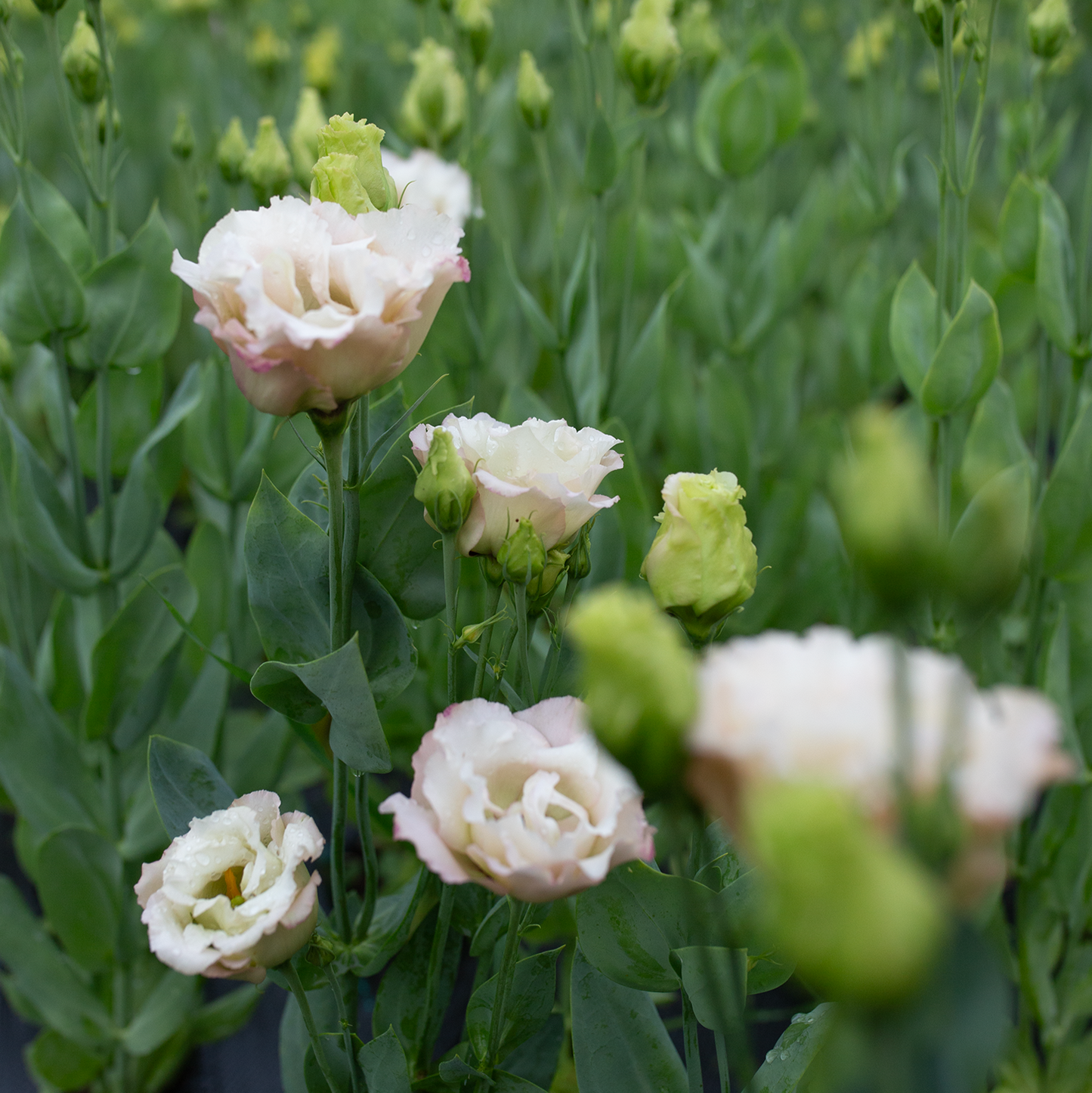 Lisianthus Beige Neo