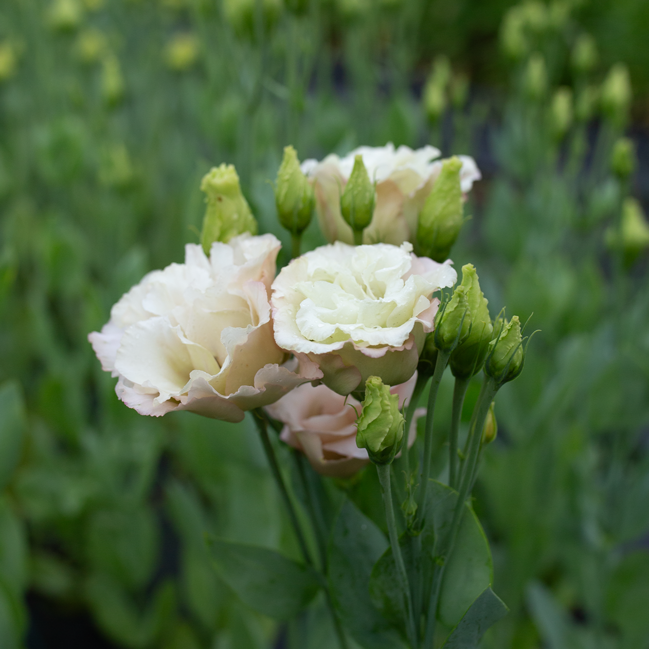 Lisianthus Beige Neo