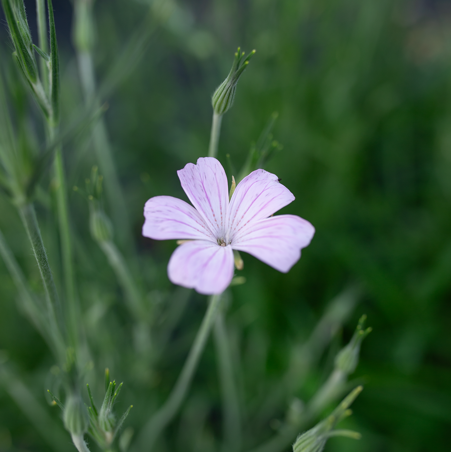 Corn Cockle 'Blossom Pearl'