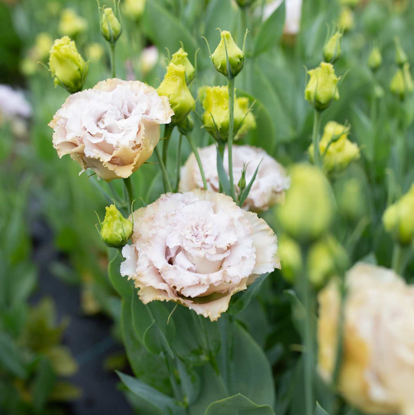 Lisianthus Blue Château