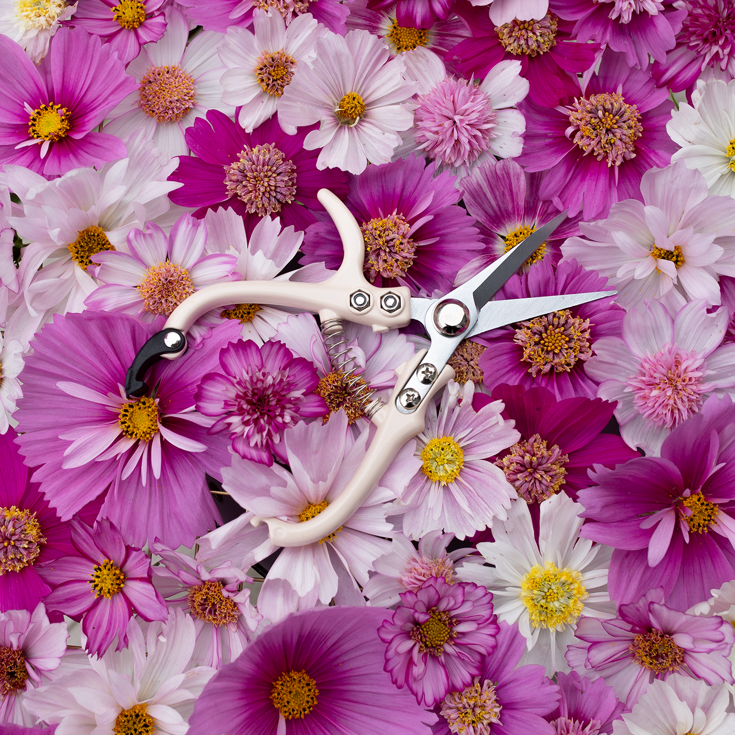 Flower Snips 'Café au Lait'