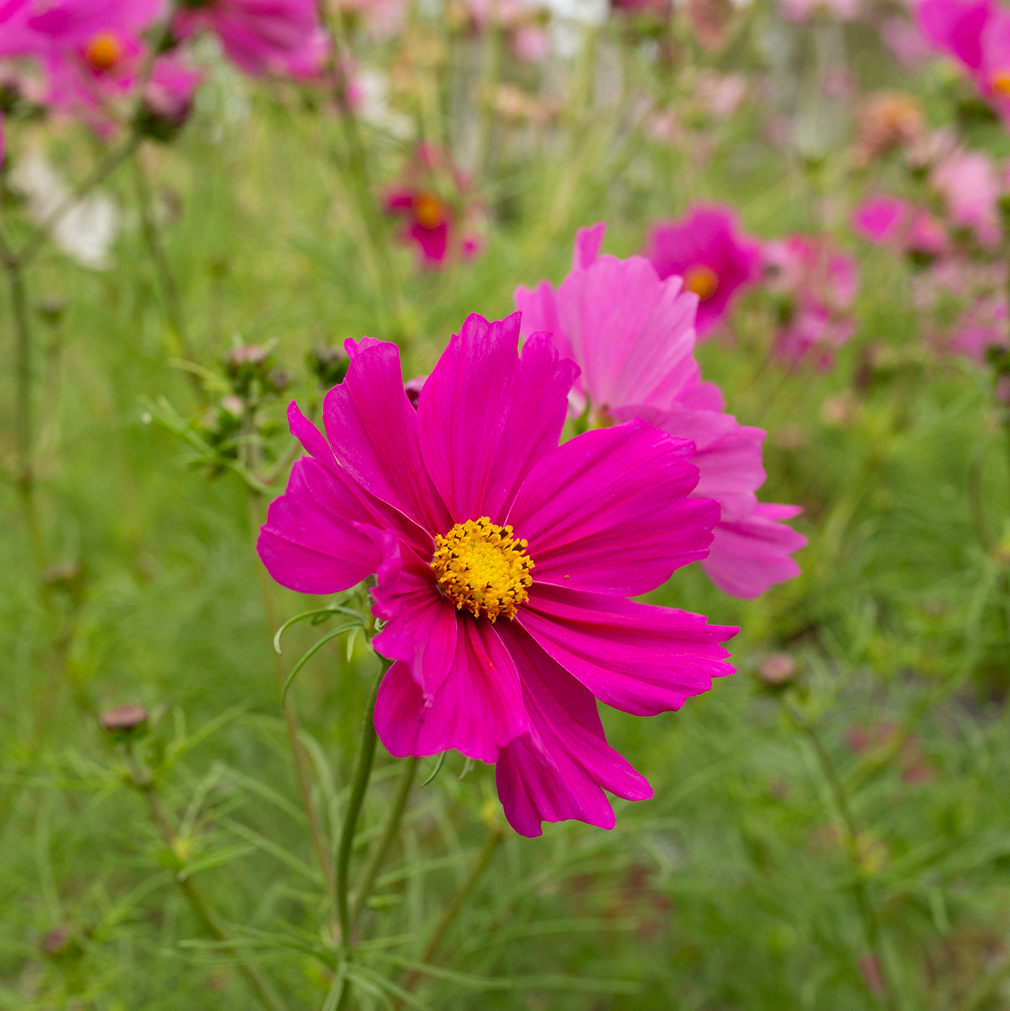 Cosmos 'Peony' Blend