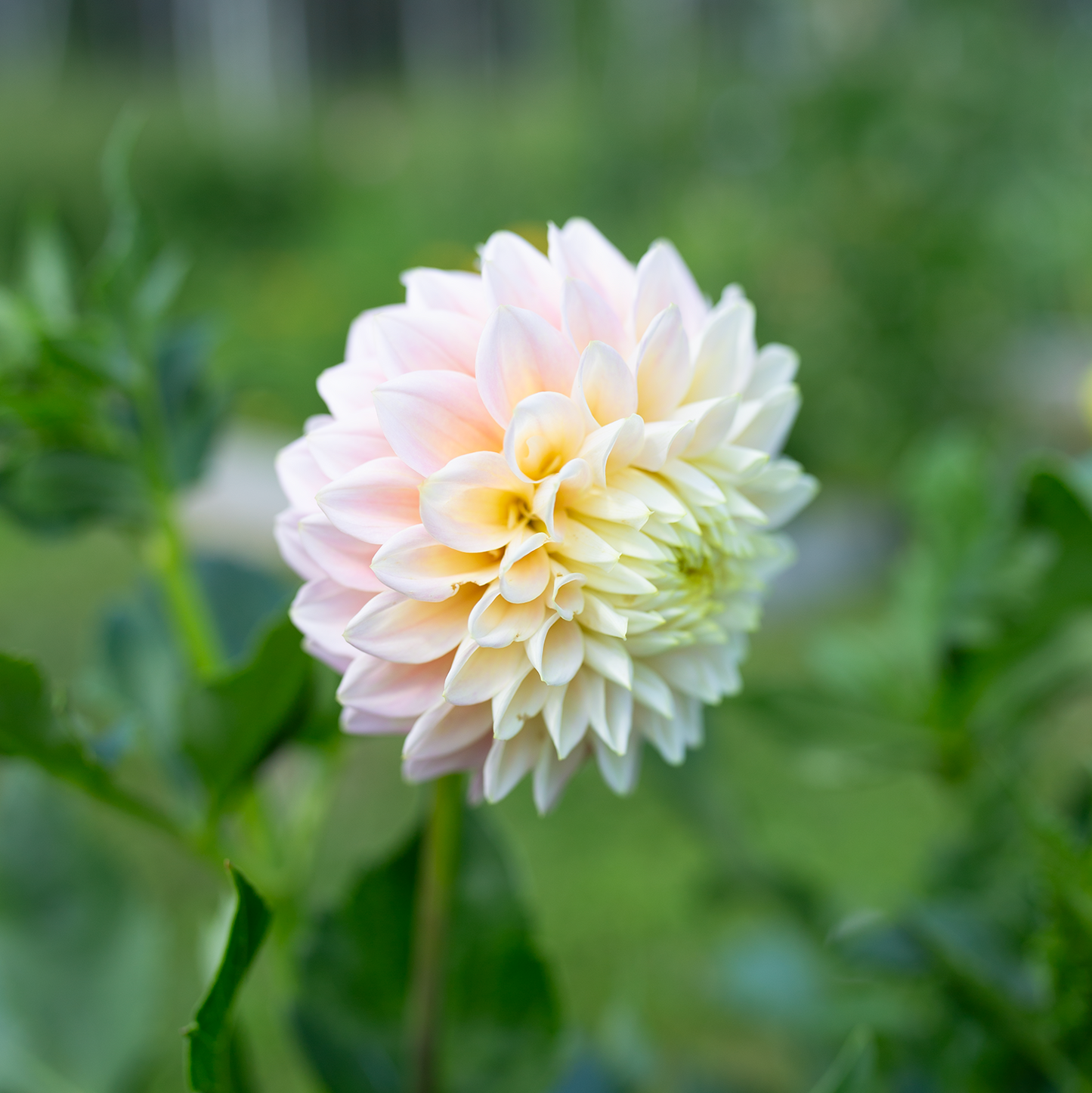 Dahlia 'Sugartown Sunrise'