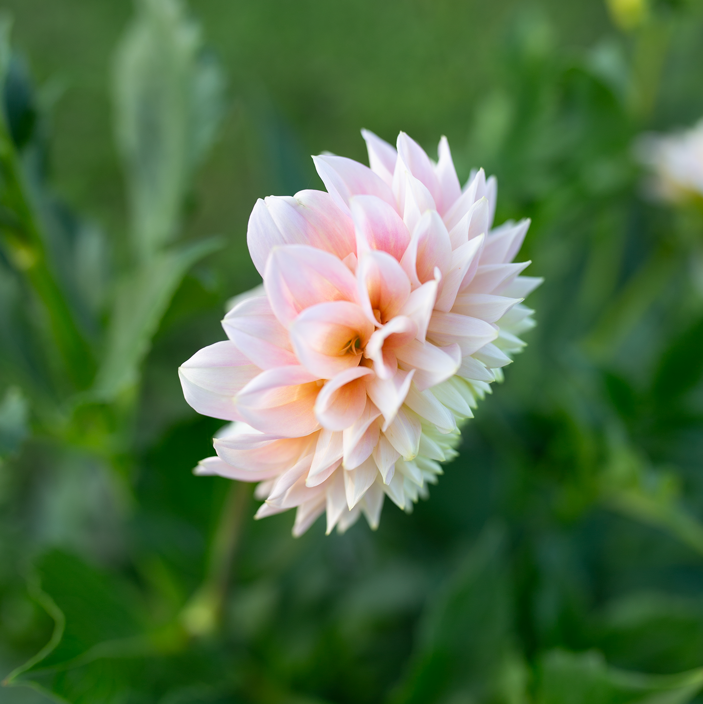 Dahlia 'Sugartown Sunrise'