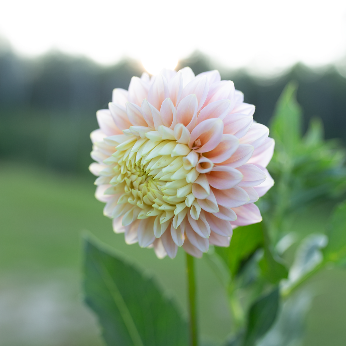 Dahlia 'Sugartown Sunrise'