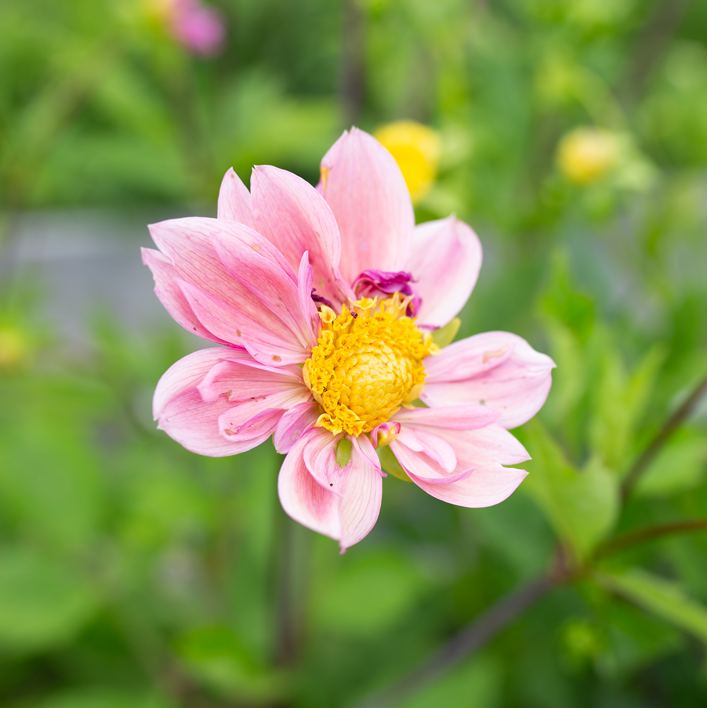 Dahlia 'Petal Spells'