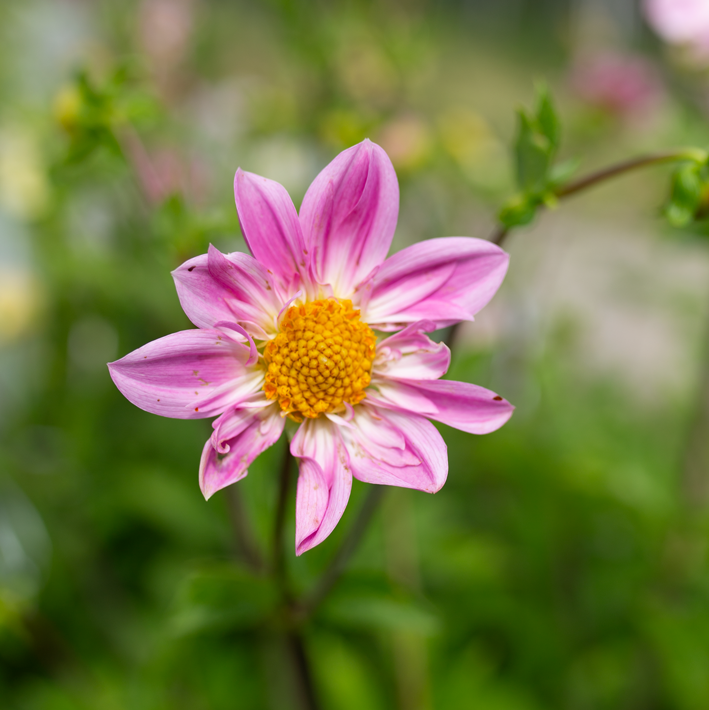 Dahlia 'Petal Spells'
