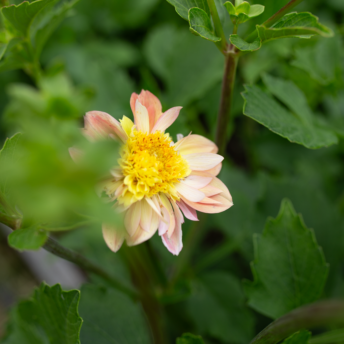 Dahlia 'Petal Spells'
