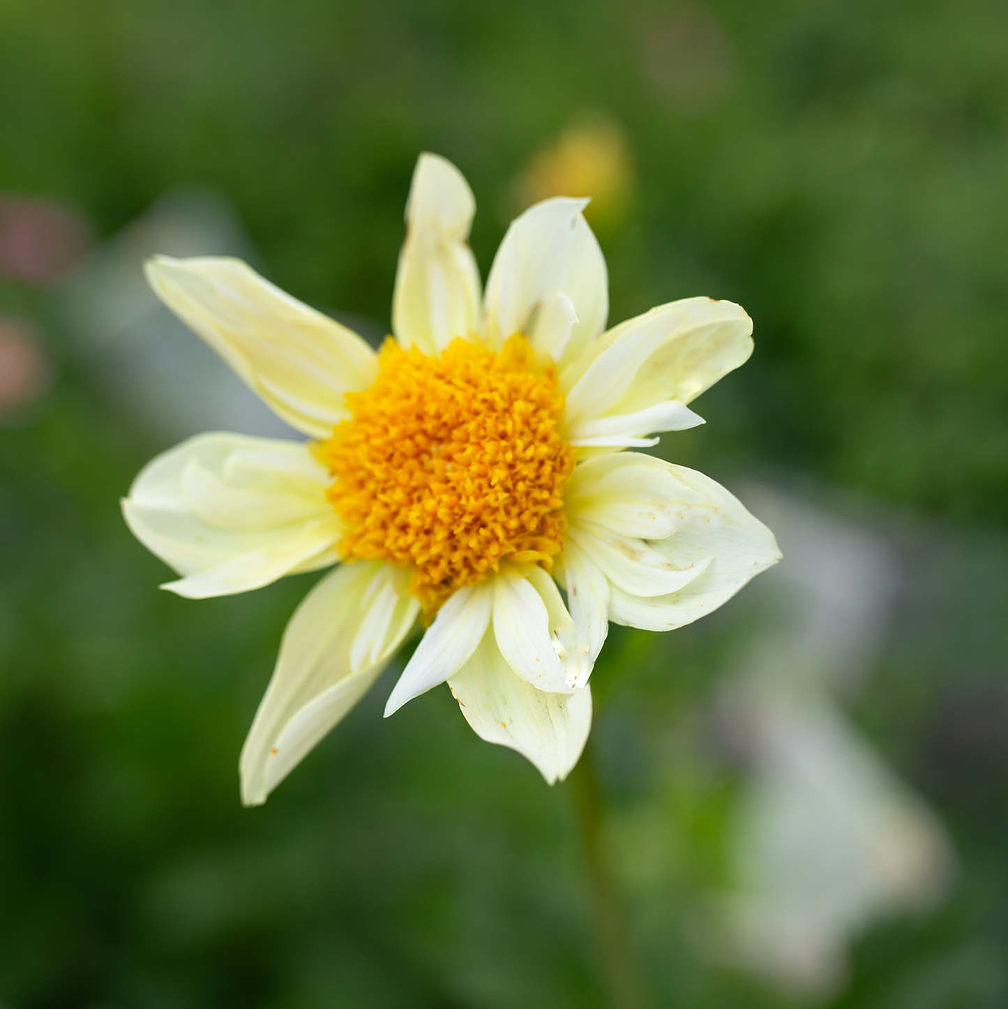 Dahlia 'Petal Spells'