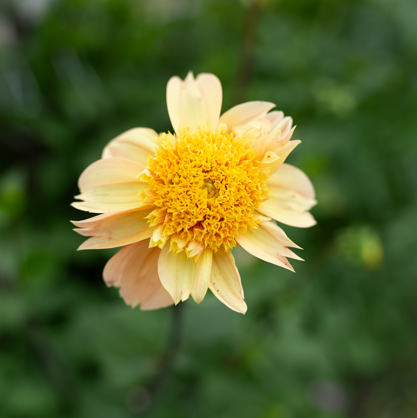 Dahlia 'Petal Spells'