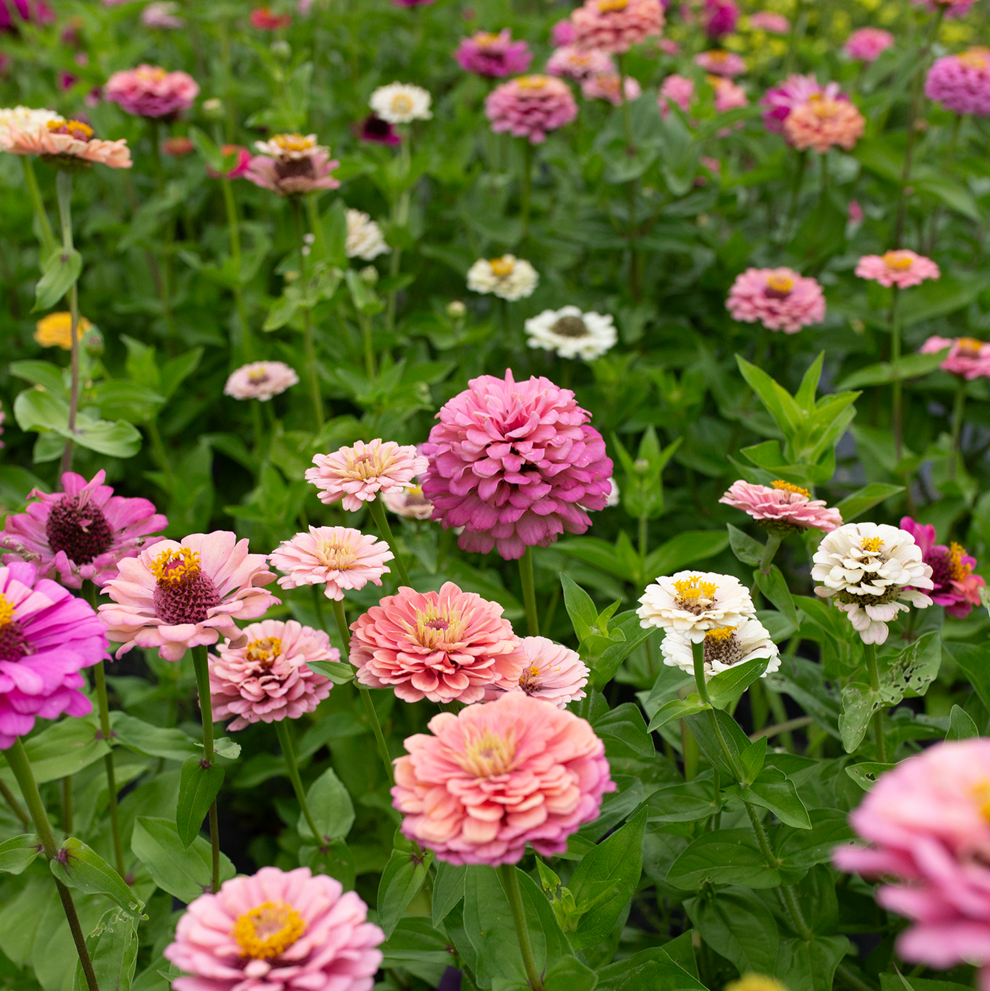 Zinnia 'Field Blend'