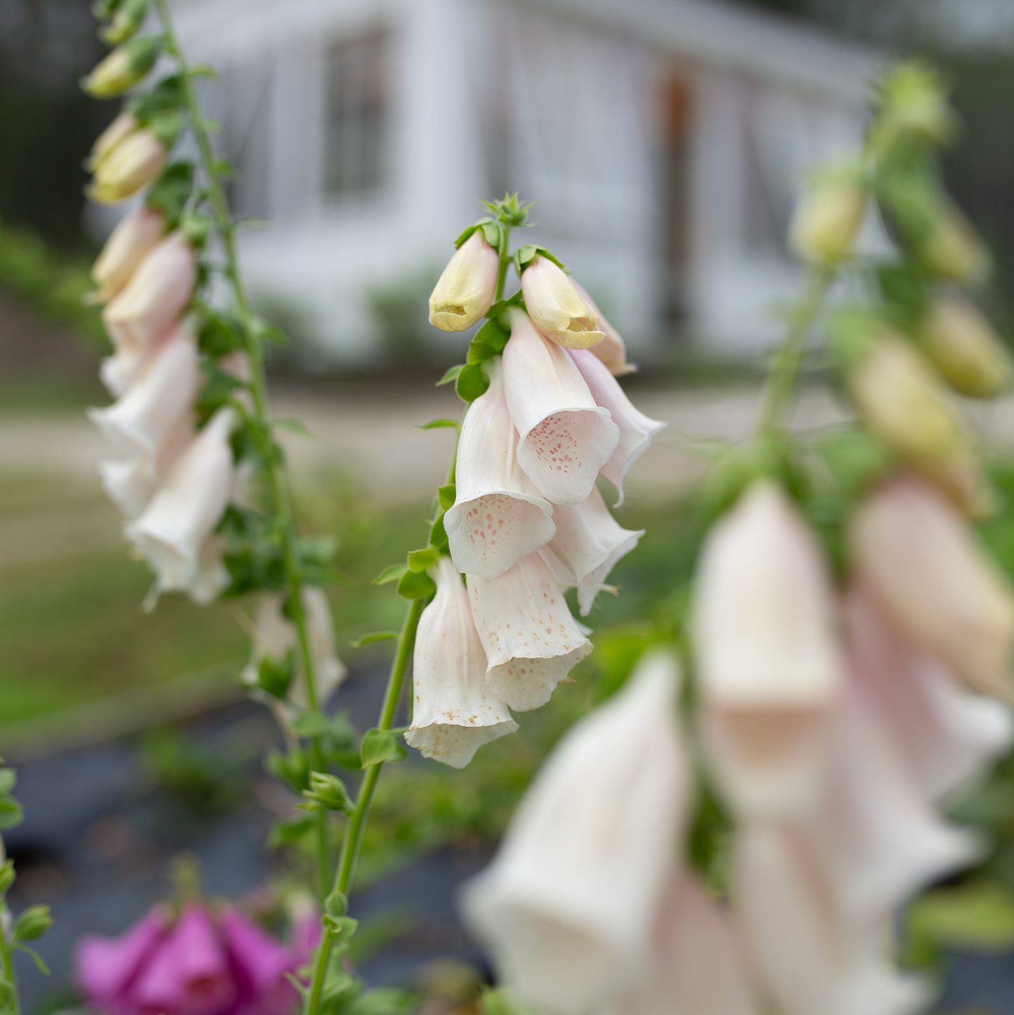 Foxgloves 'Fairytale'