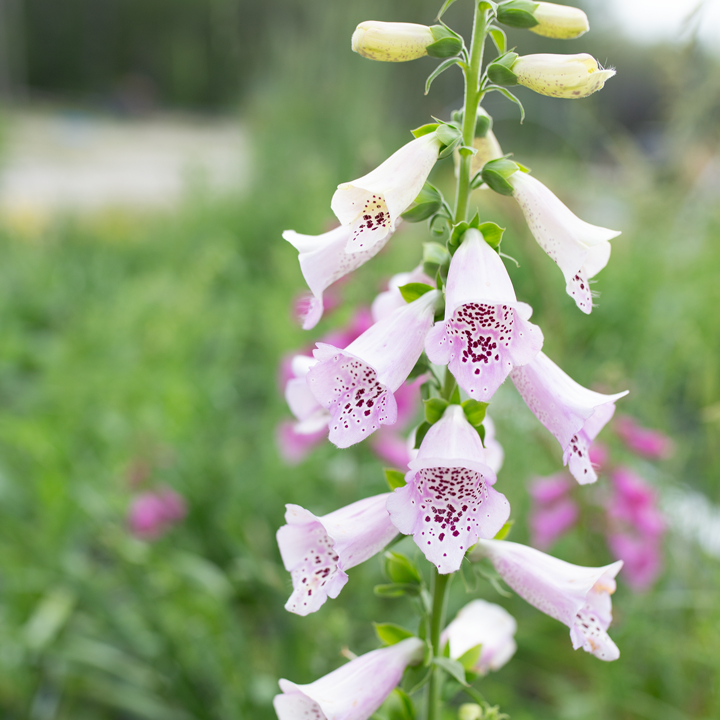 Foxgloves 'Fairytale'
