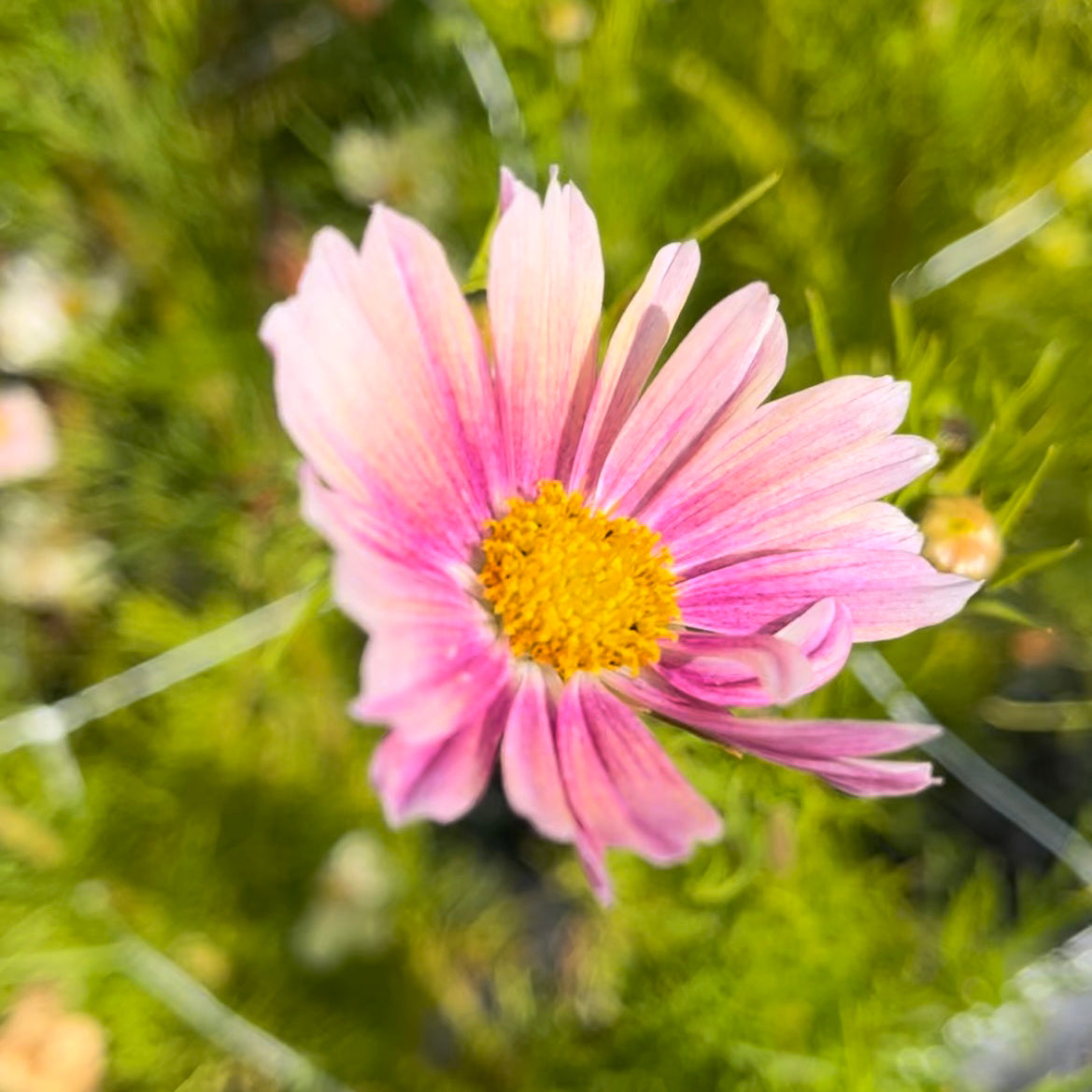Cosmos Blend