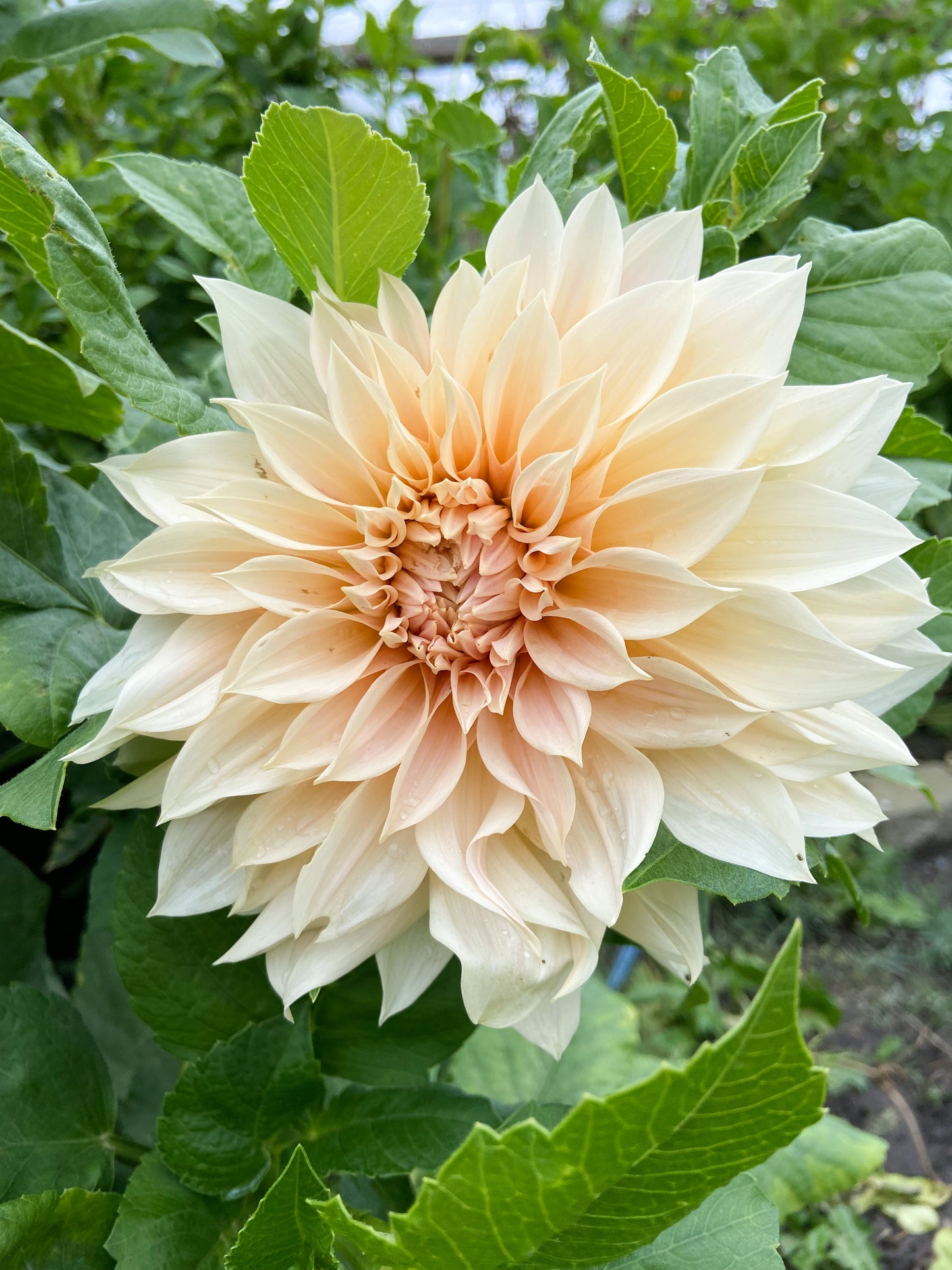 Café au Lait