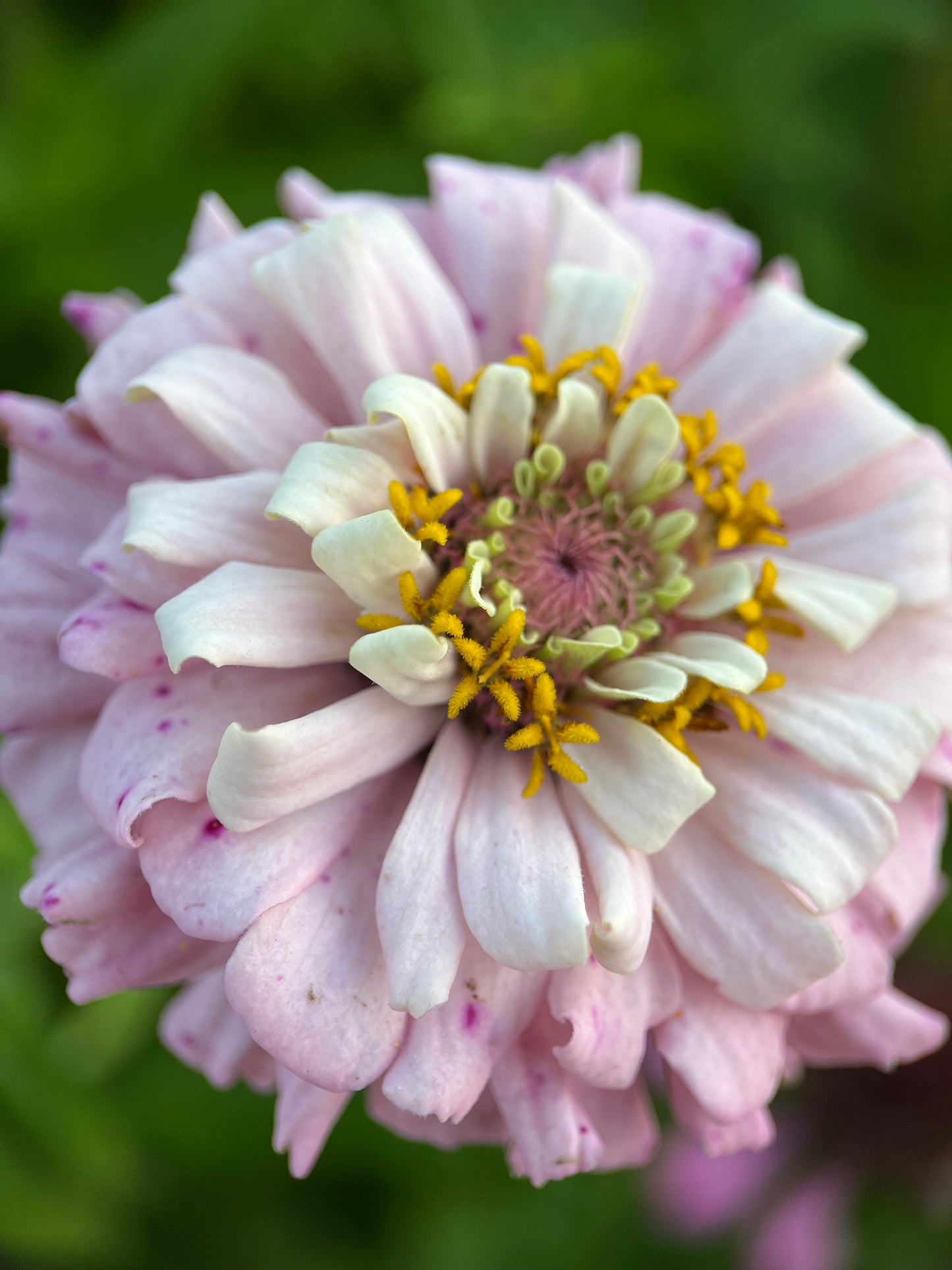 Zinnia 'Ballet Blush' by Fleurelle