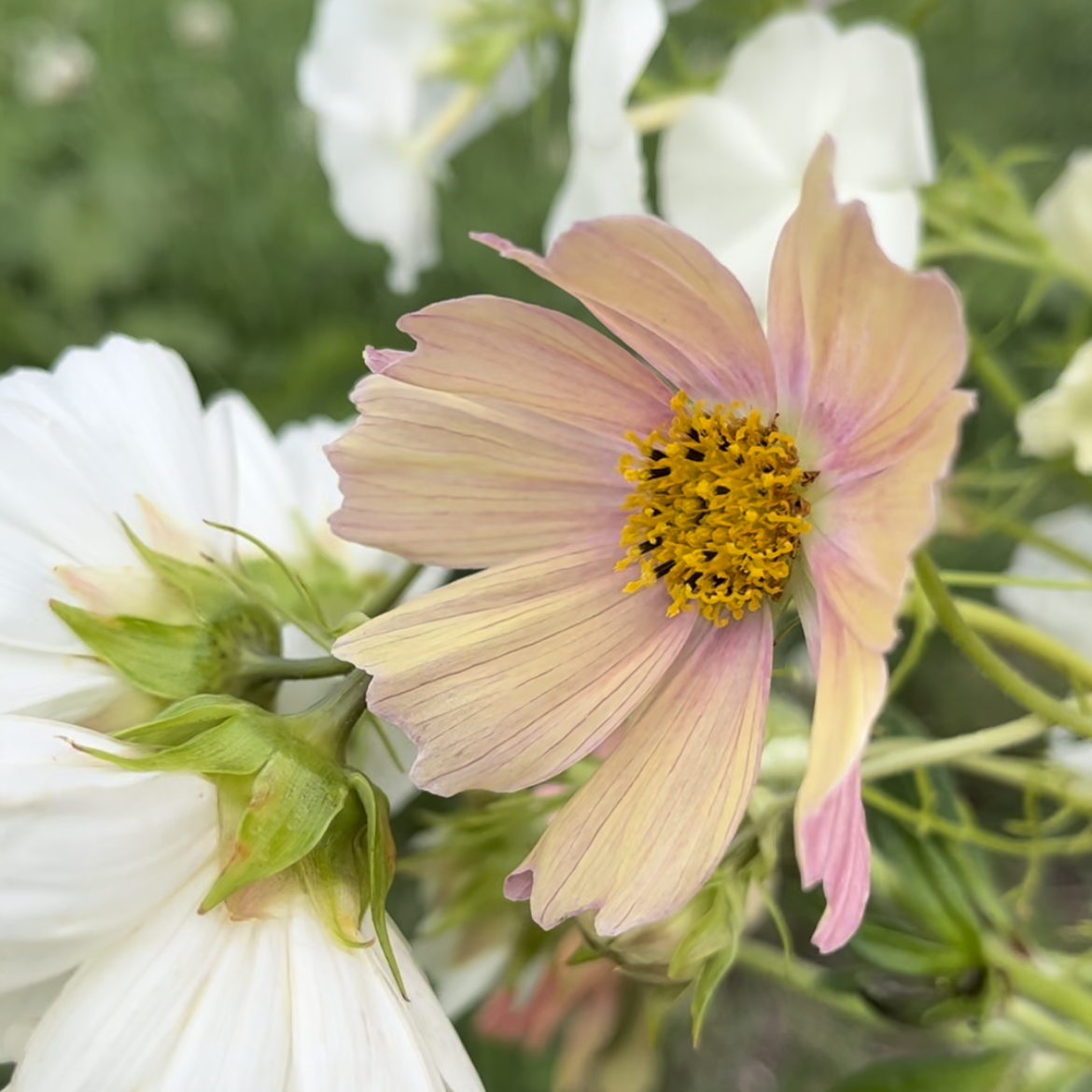 Cosmos Blend