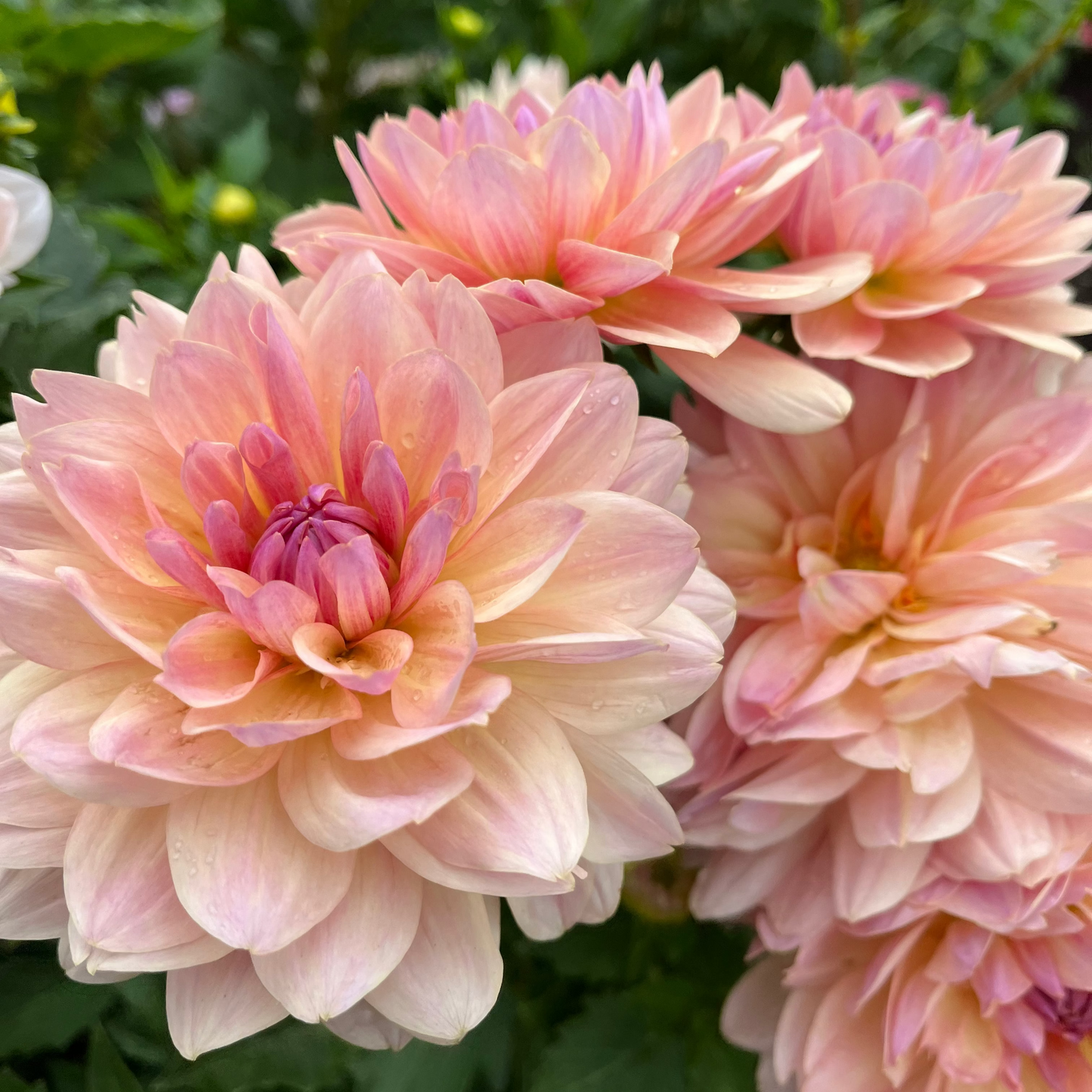 Dahlia 'Joel's Favourite'