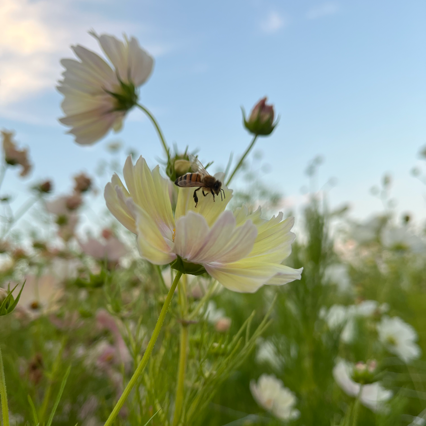 Cosmos Blend