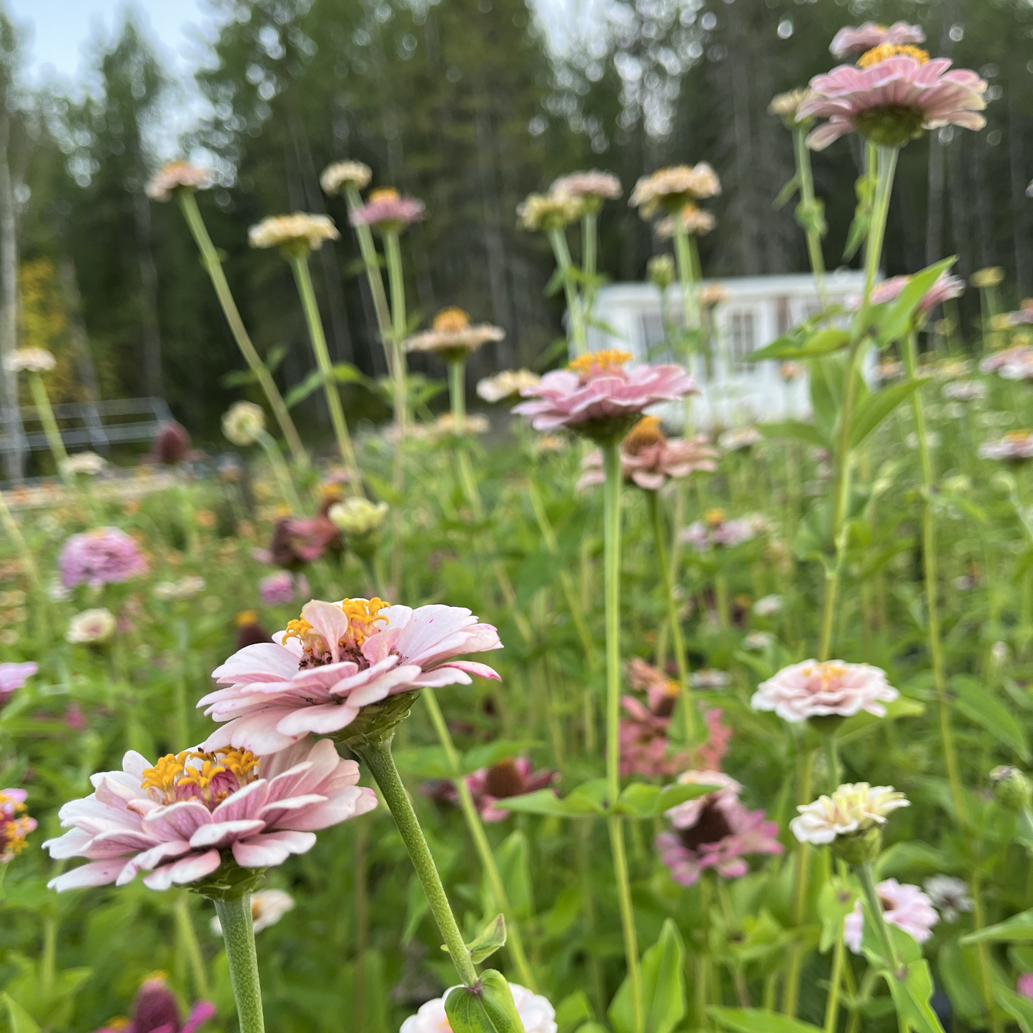 Zinnia Little Pastels