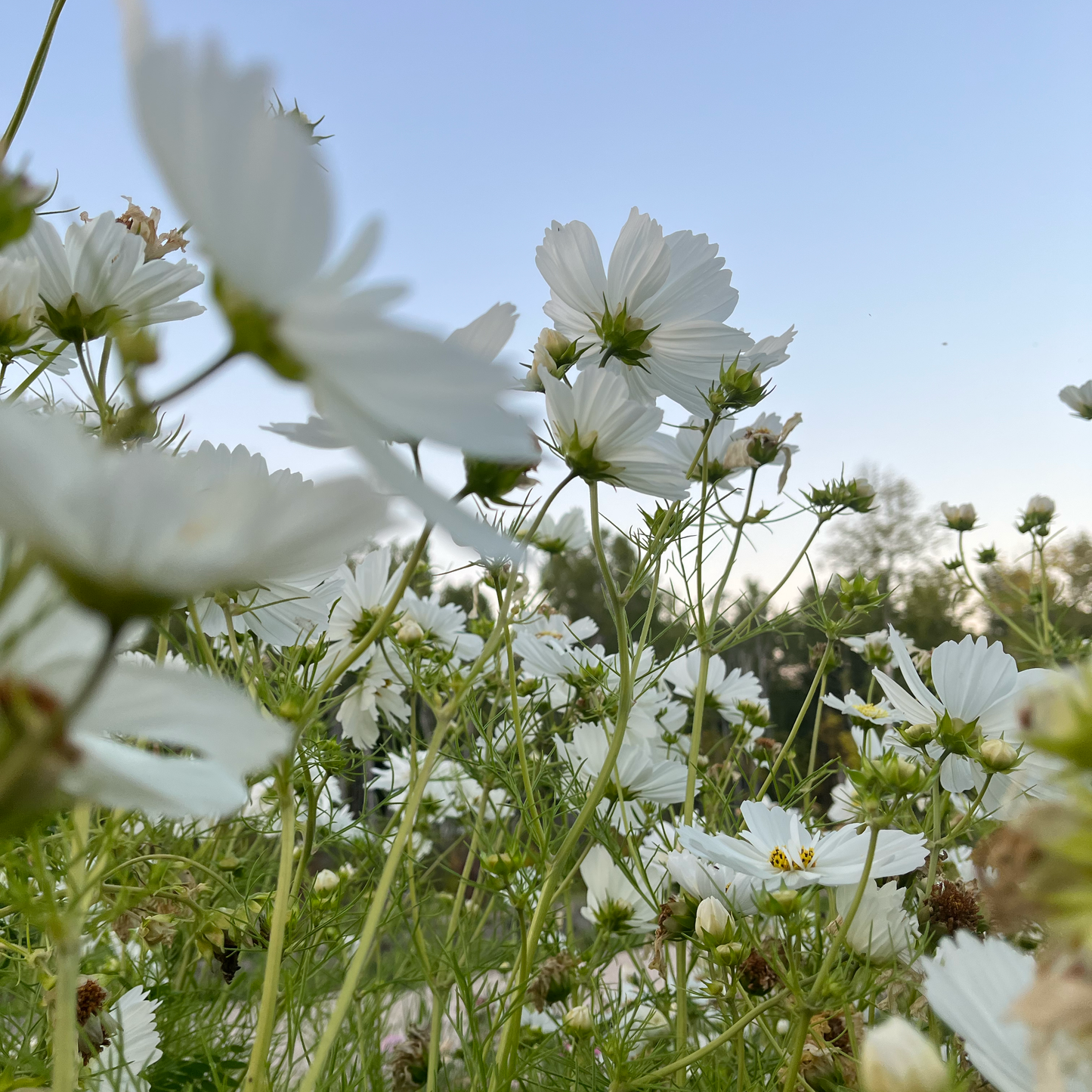 Cosmos Blend