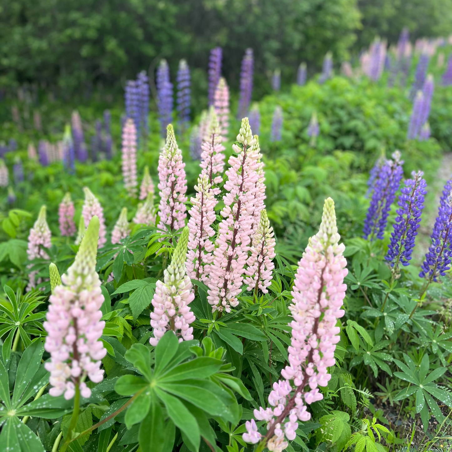 Wild Lupine