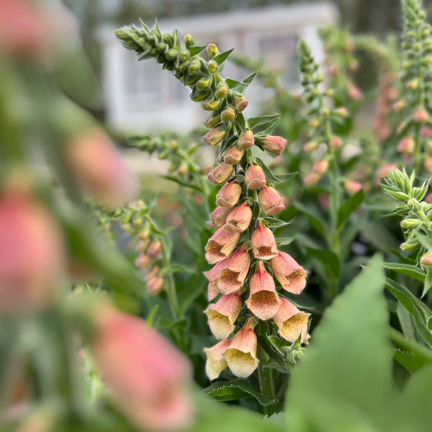 Foxglove 'Polkadot Polly'