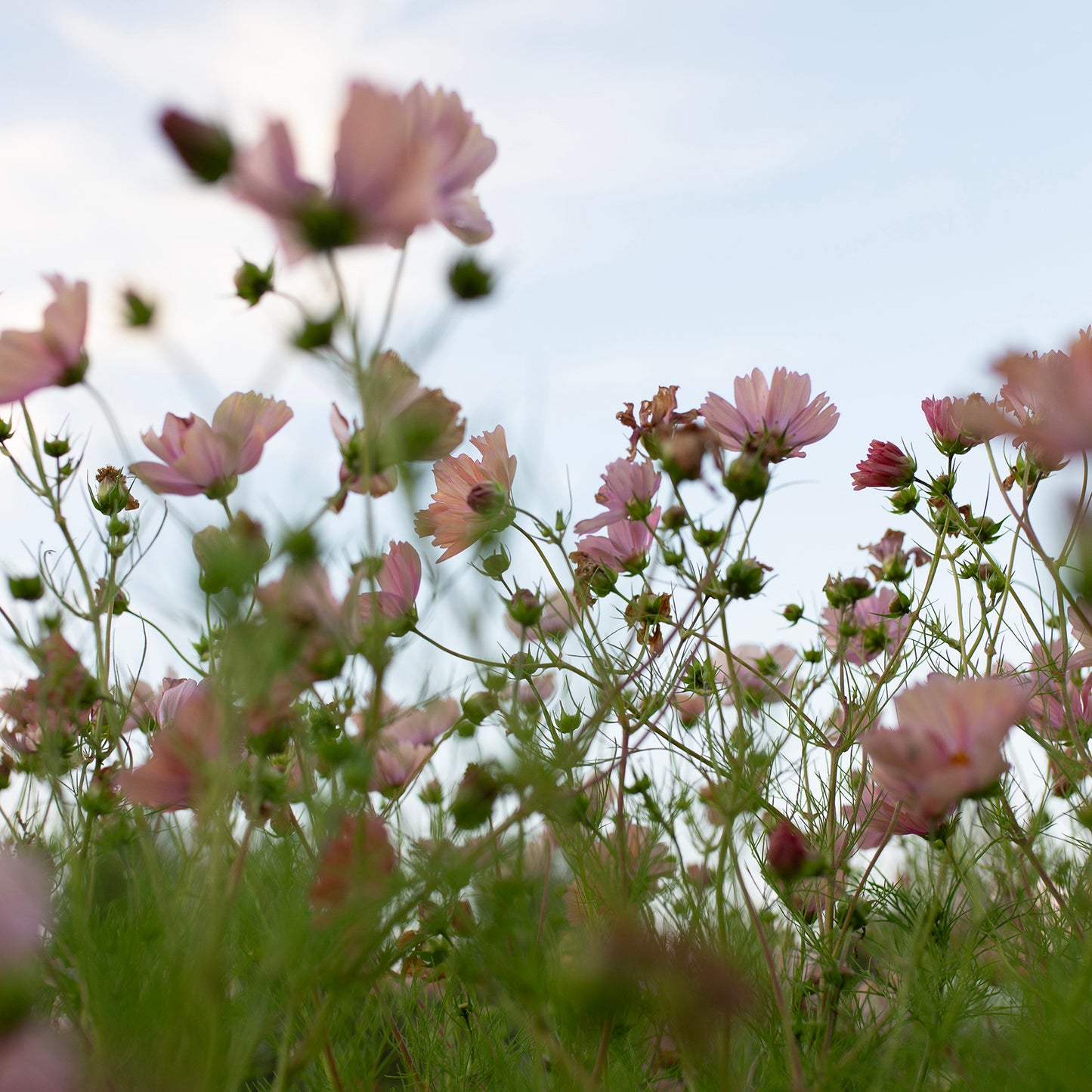 Cosmos Blend