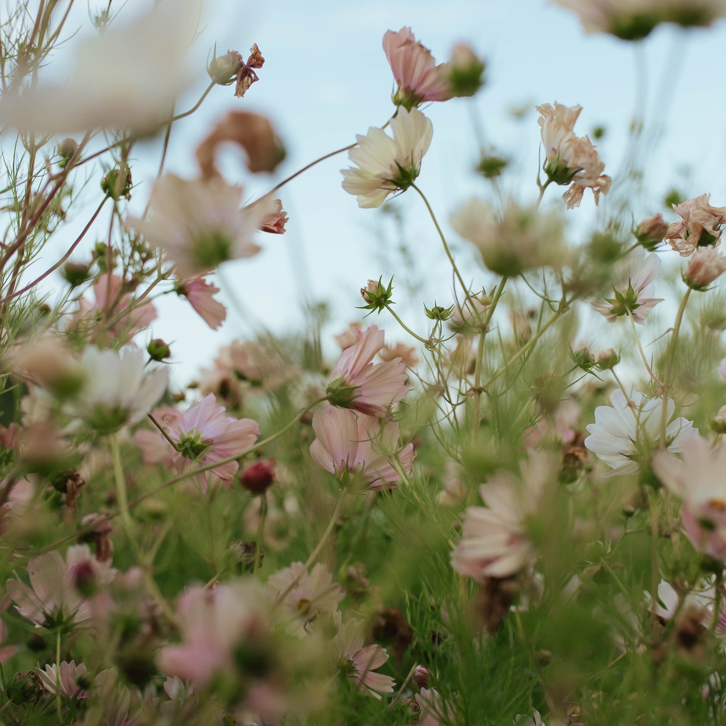 Cosmos Blend