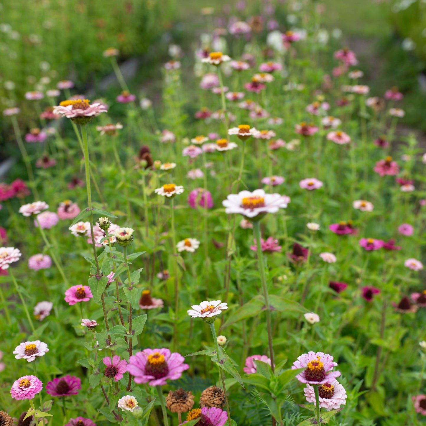 Zinnia Little Pastels