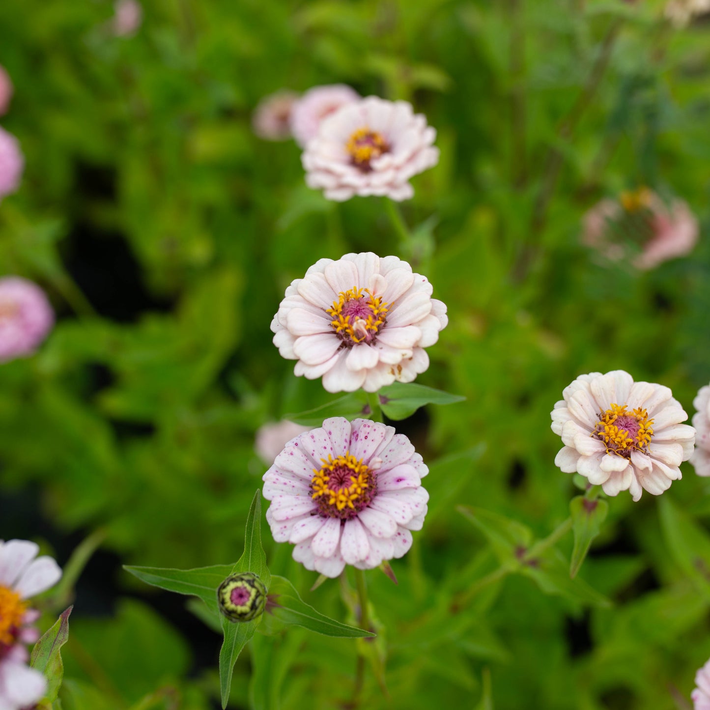 Zinnia Little Pastels