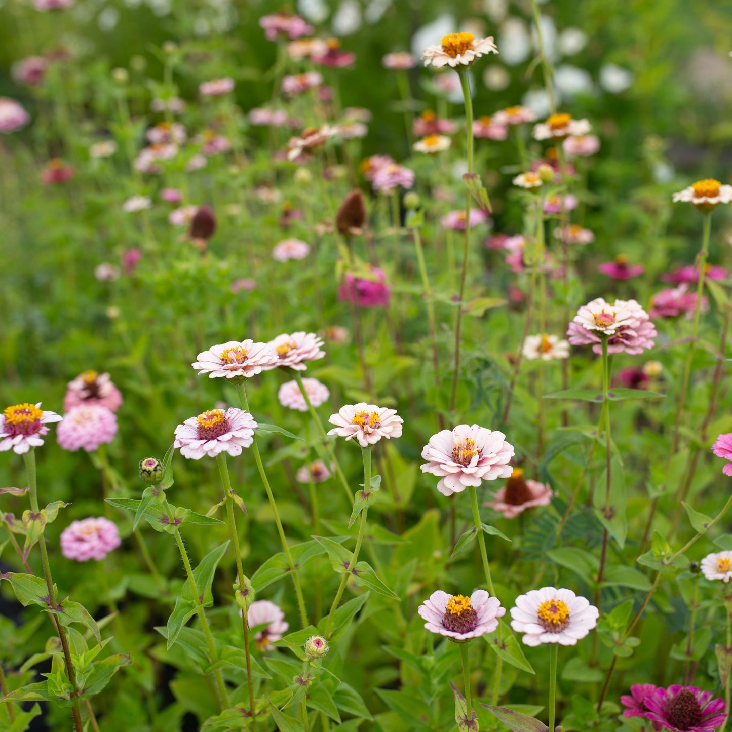 Zinnia Little Pastels