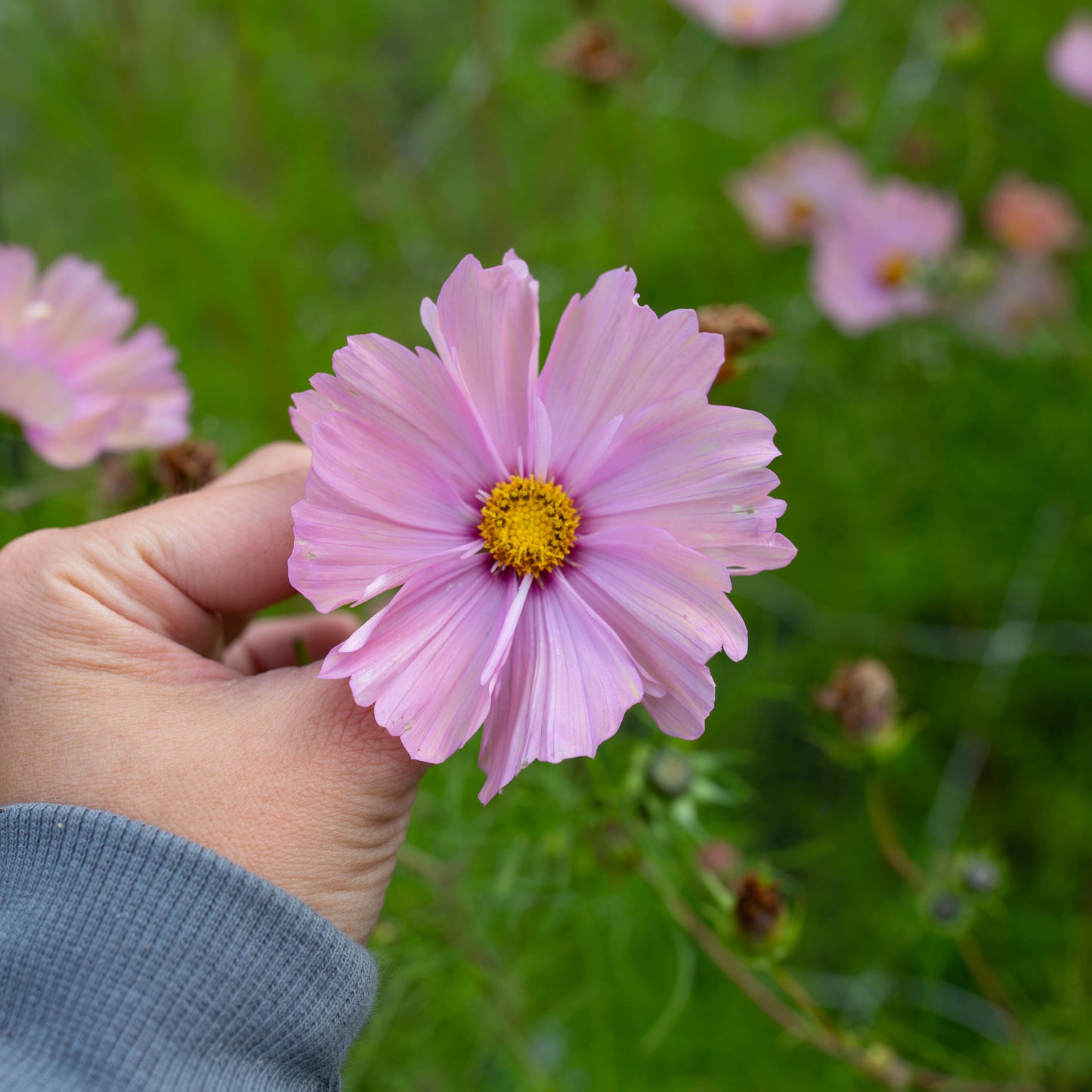 Cosmos Blend