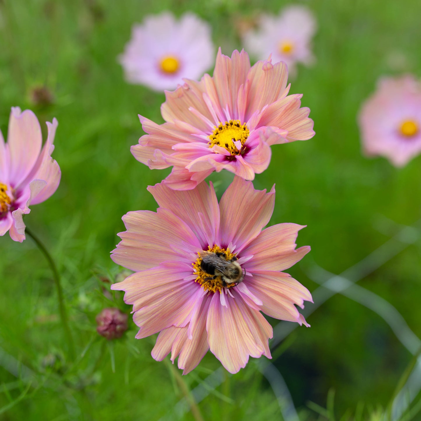 Cosmos Blend