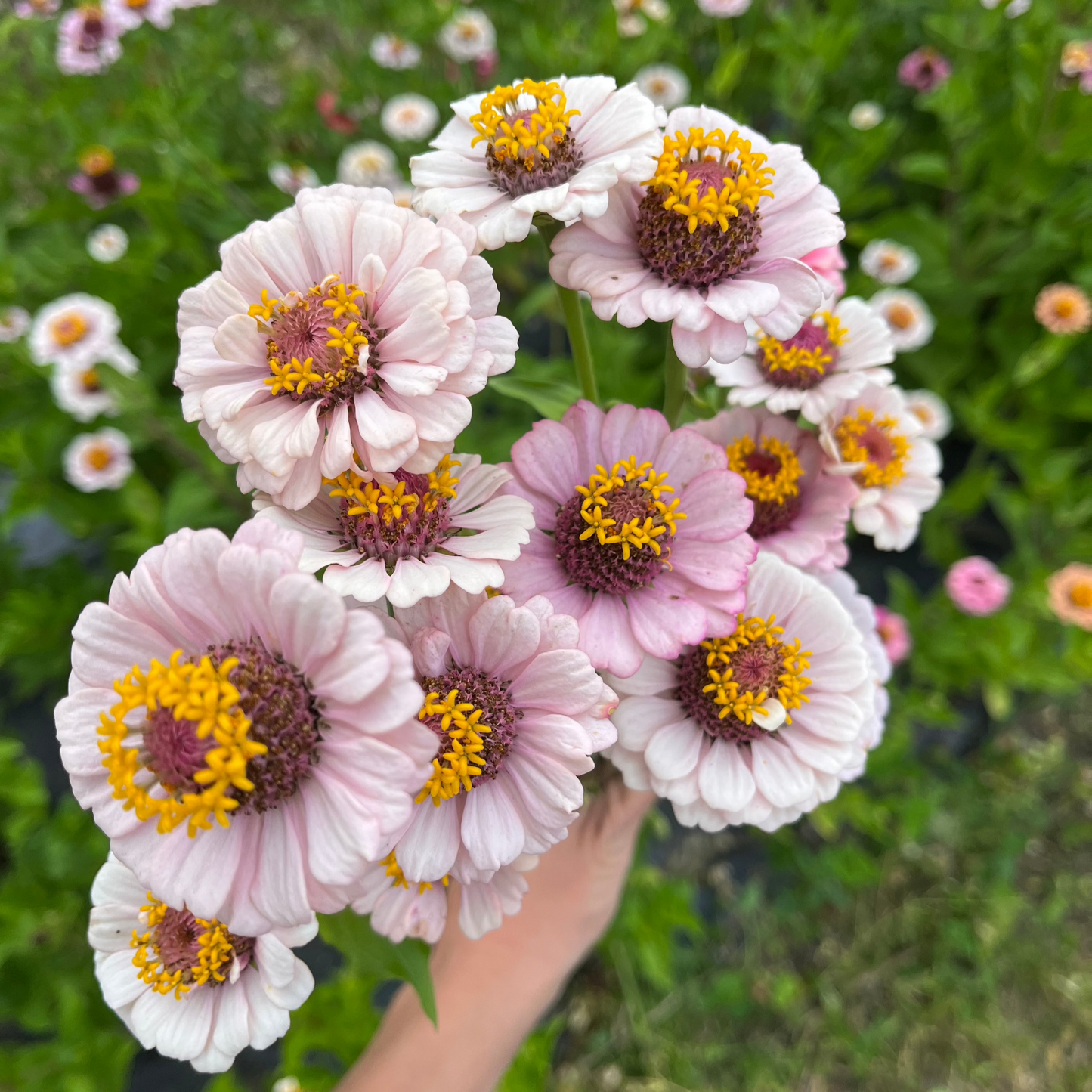 Zinnia 'Ballet Blush' by Fleurelle