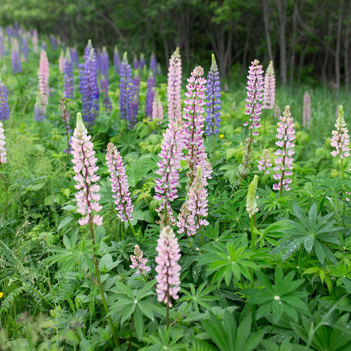 Wild Lupine