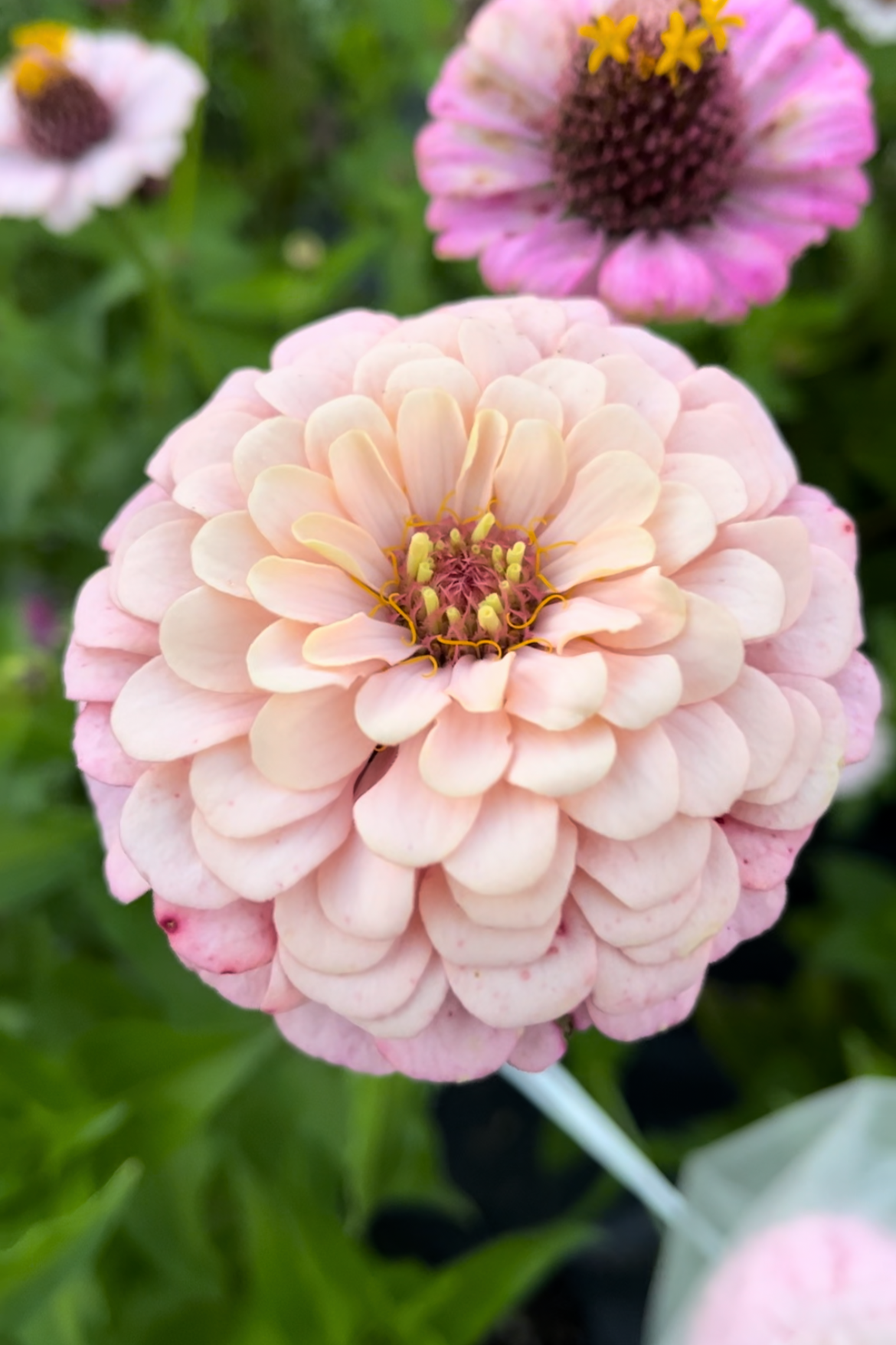 Zinnia 'Ballet Blush' by Fleurelle