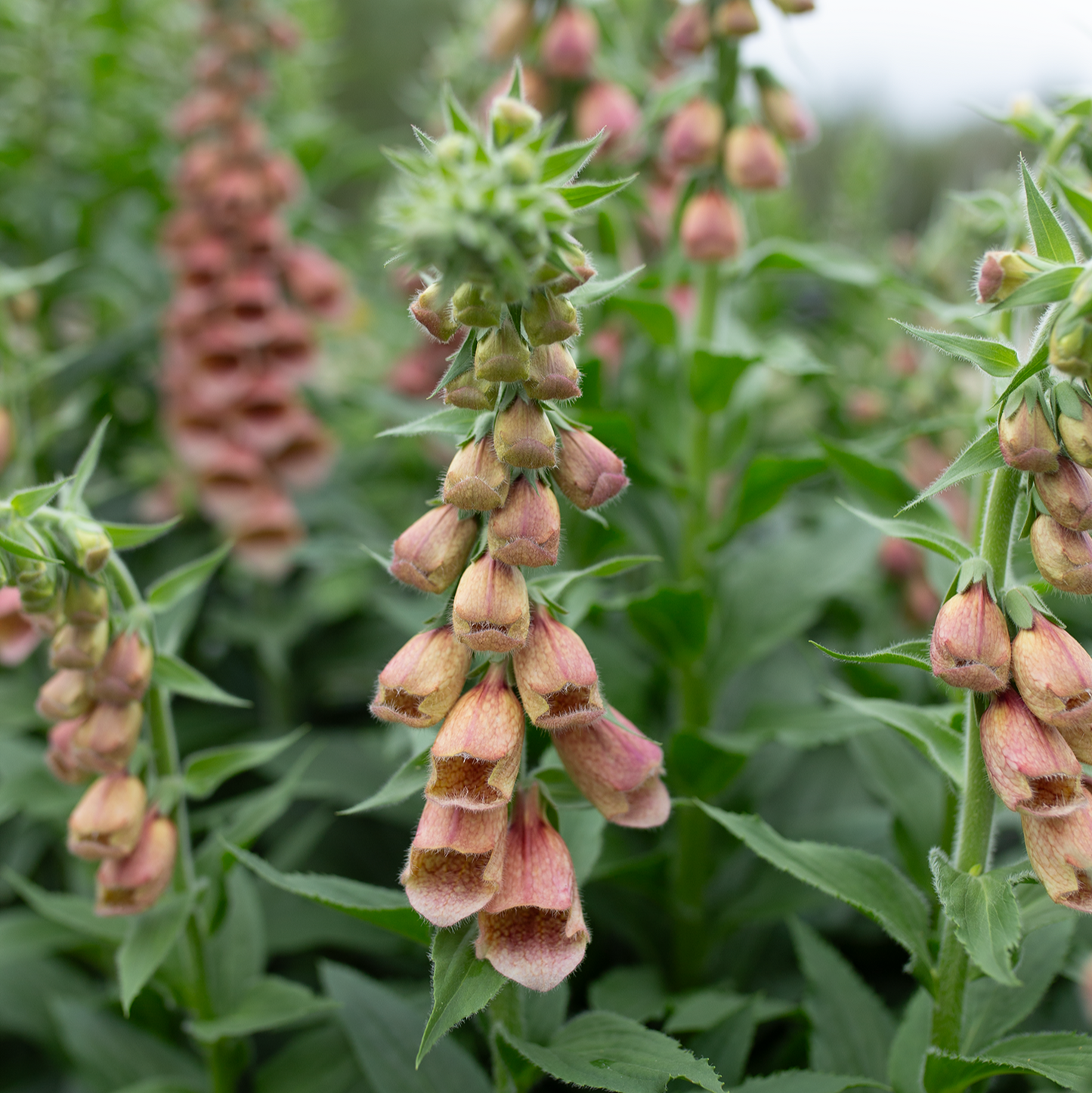 Foxglove 'Polkadot Polly'