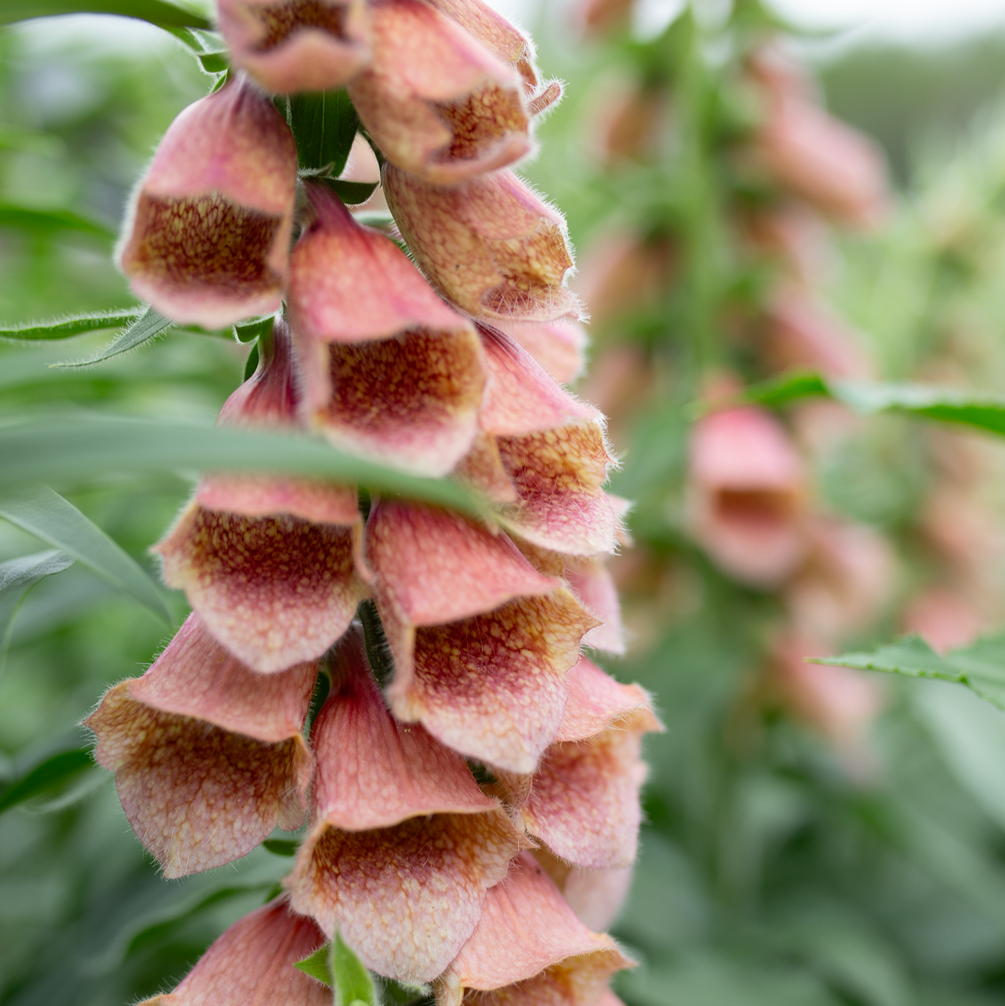 Foxglove 'Polkadot Polly'