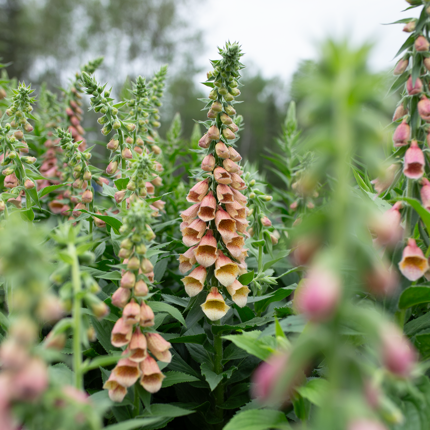 Foxglove 'Polkadot Polly'