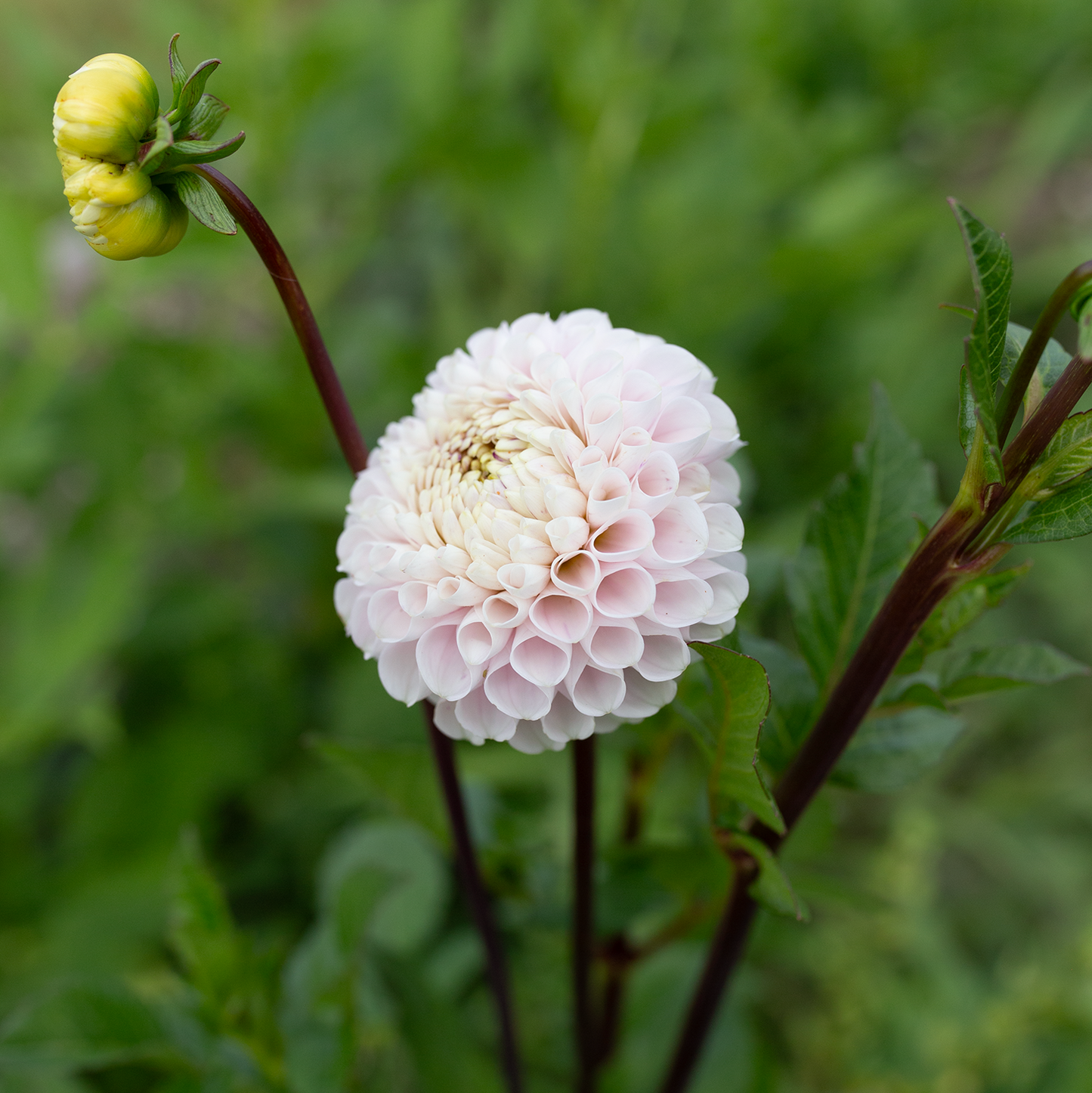 Dahlia 'Irish Candy'