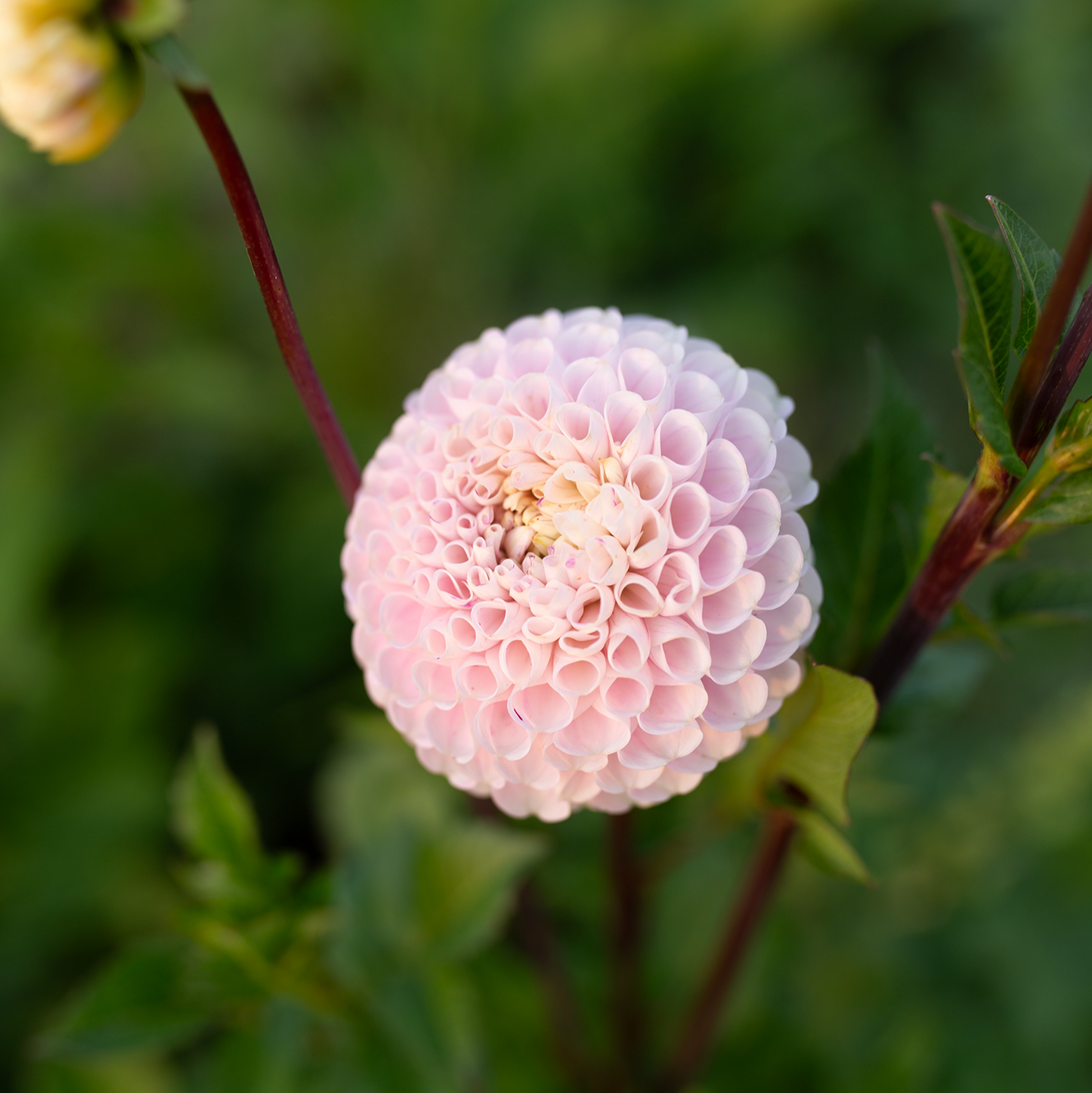 Dahlia 'Irish Candy'