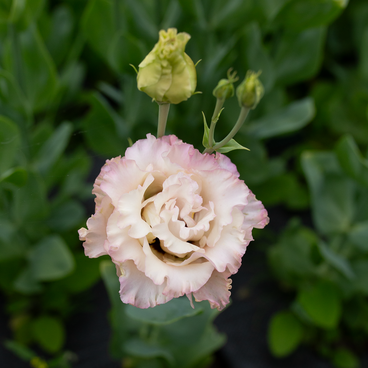 Lisianthus Madonna