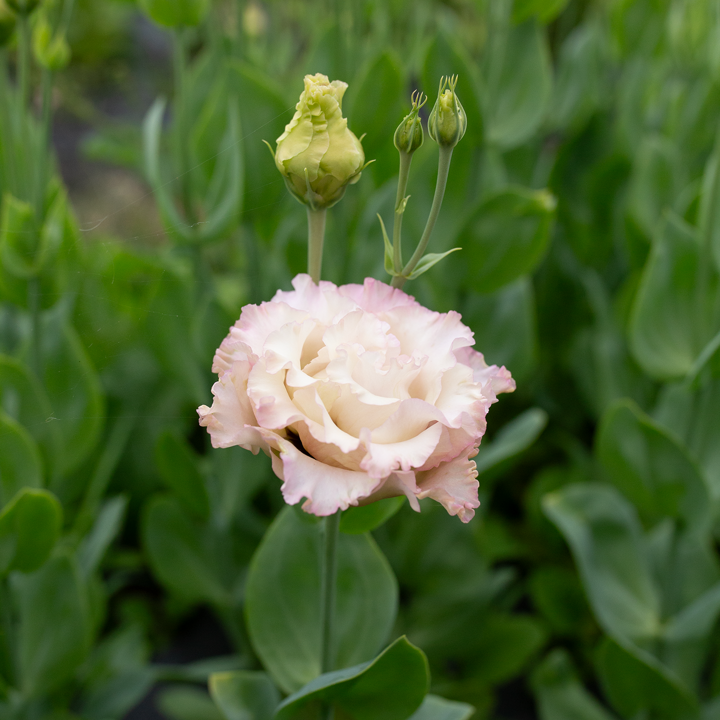 Lisianthus Madonna
