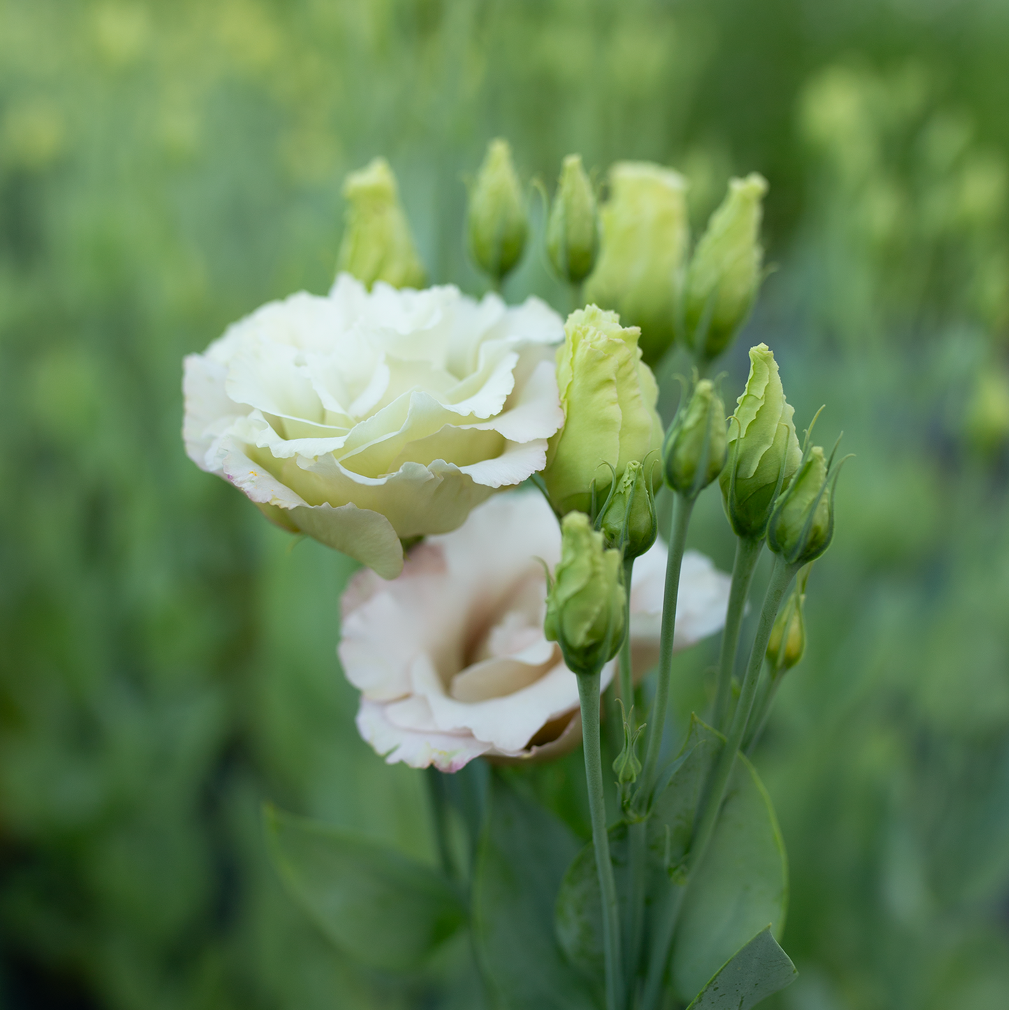 Lisianthus Beige Neo