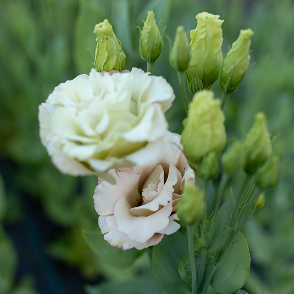 Lisianthus Beige Neo