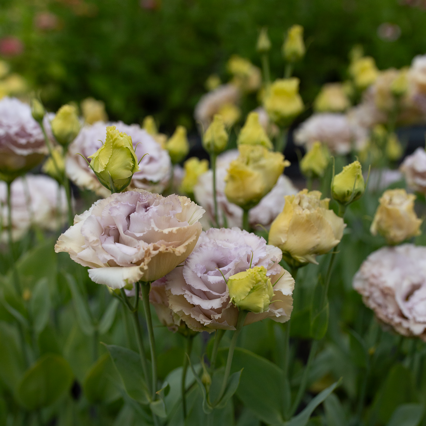 Lisianthus Blue Château